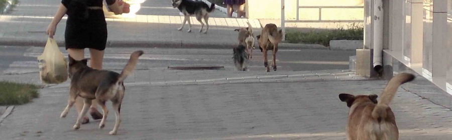 Бродячие собаки - старая проблема Бродячие собаки - старая проблема