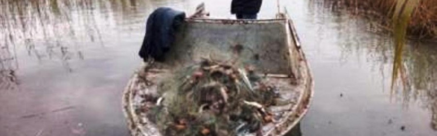 Пограничные отряды Пограничные отряды