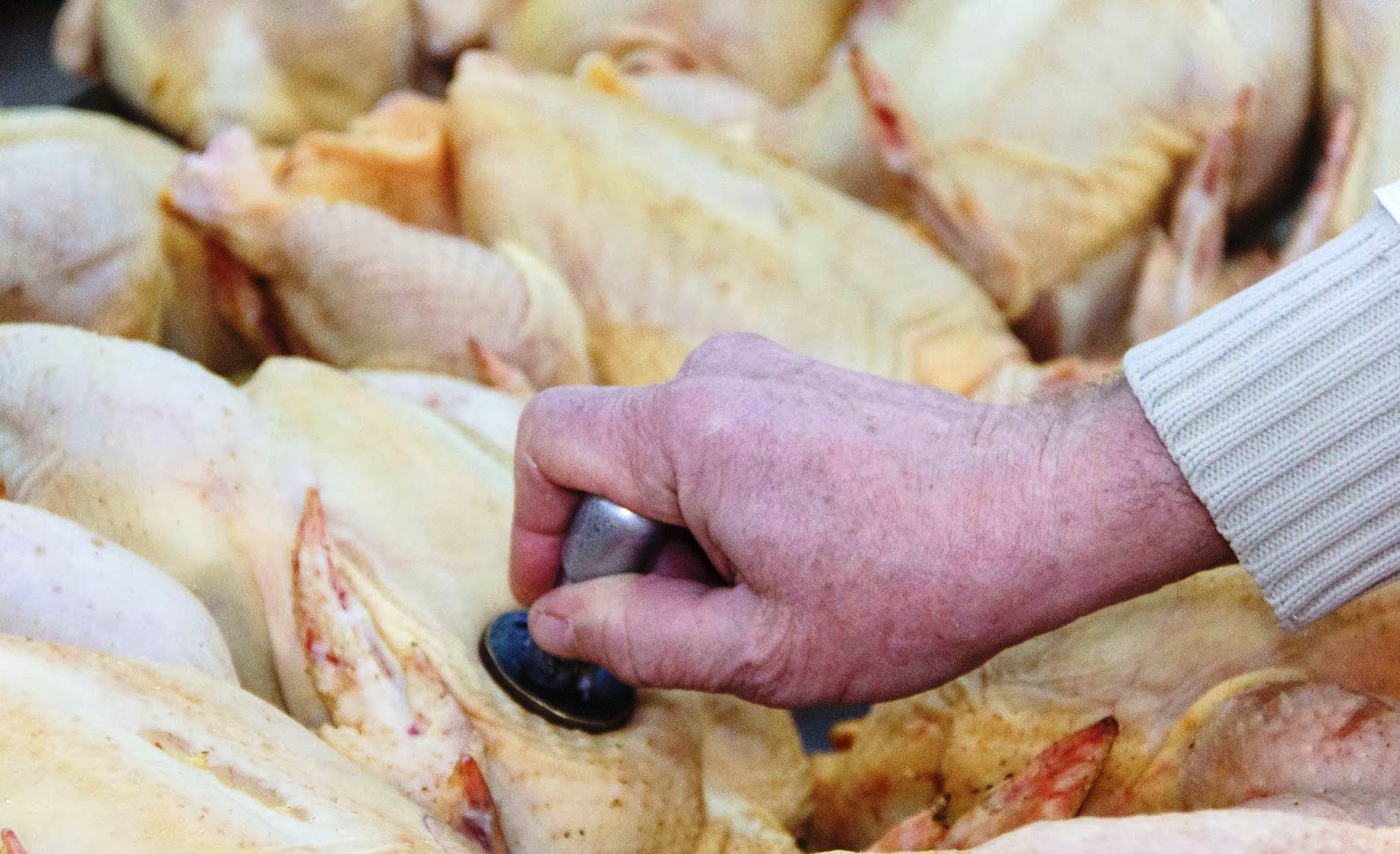 Будет ли в Херсоне дорожать мясо и птица?  Предпосылки есть