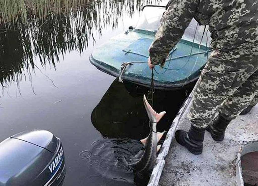 Херсонська поліція завадила вилову осетрових