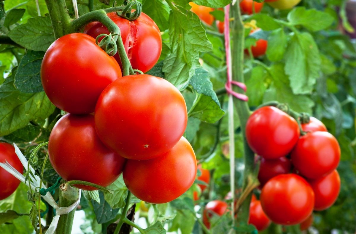 Рекорды херсонских земледельцев поражают мир