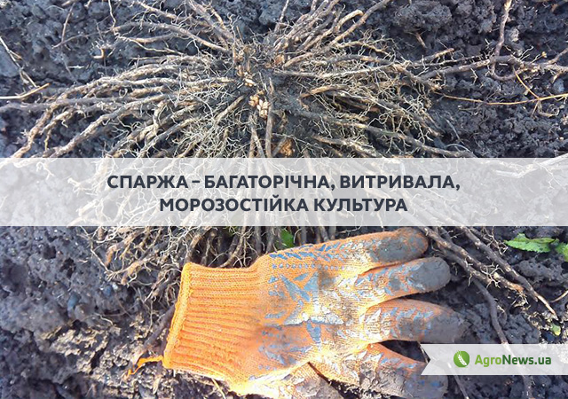 Французький делікатес вирощуватимуть і в степах Херсонщини
