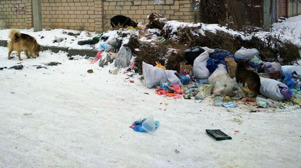 Департамент ЖКГ : ще 30 бродячих собак зловили й відправили на стерилізацію