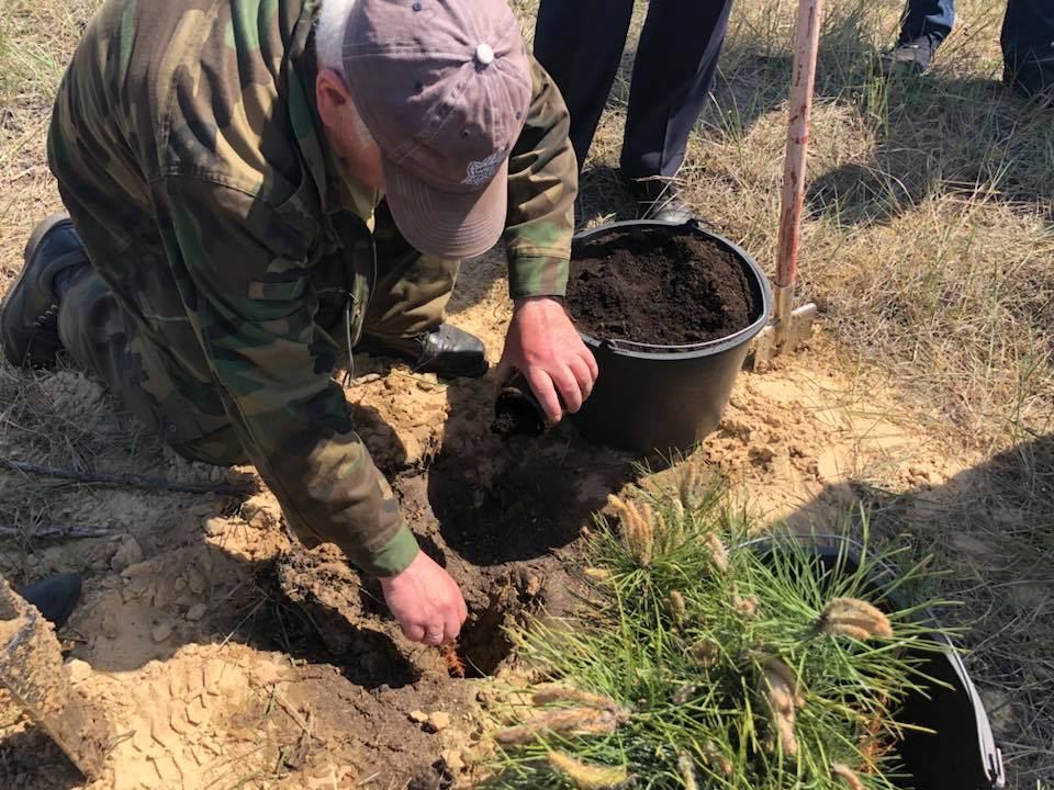 Наразі в олешківському лісі на Херсонщині відбувається експеримент