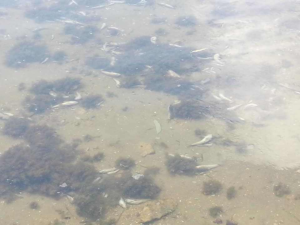 В районе Каховки и Берислава берег усыпан мертвыми бычками и раками, вода неестественного цвета - соцсети