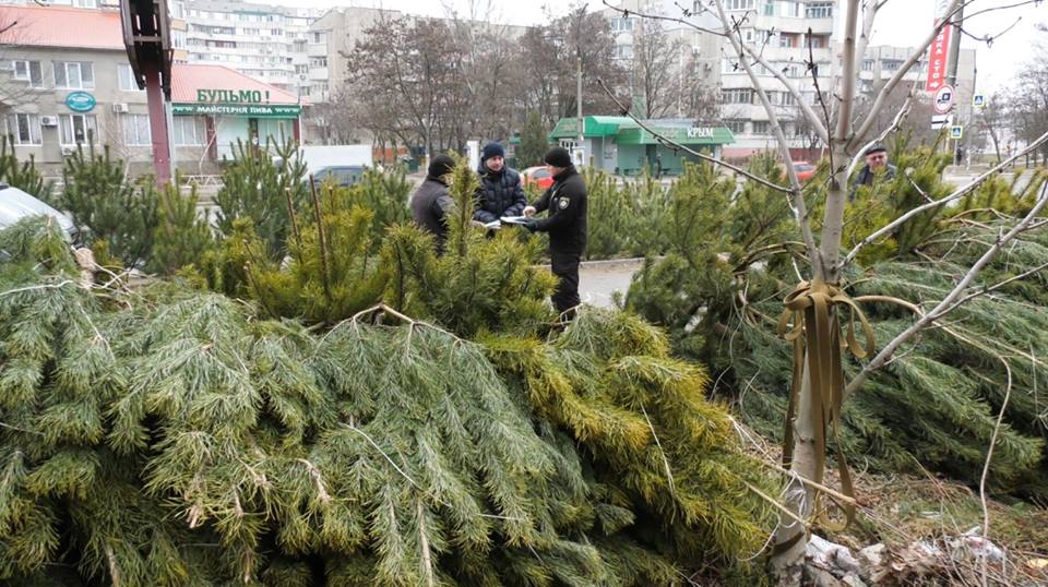 Вже вилучено 300 дерев - на території Херсонщини триває профілактичне відпрацювання «Ялинка»