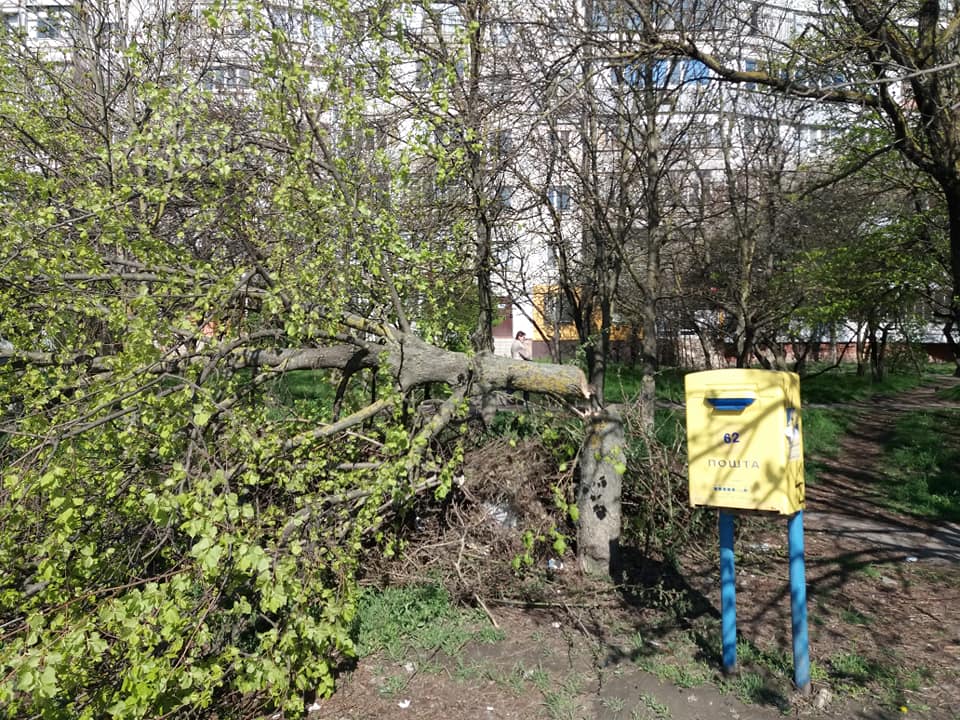 Для чего в Херсоне уничтожают деревья? Для чего в Херсоне уничтожают деревья?