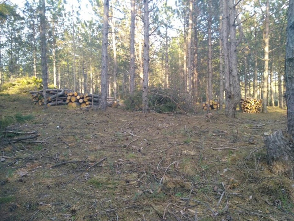 Суцільний лісоповал - планова вирубка чи замасковане під неї знищення херсонських лісів?