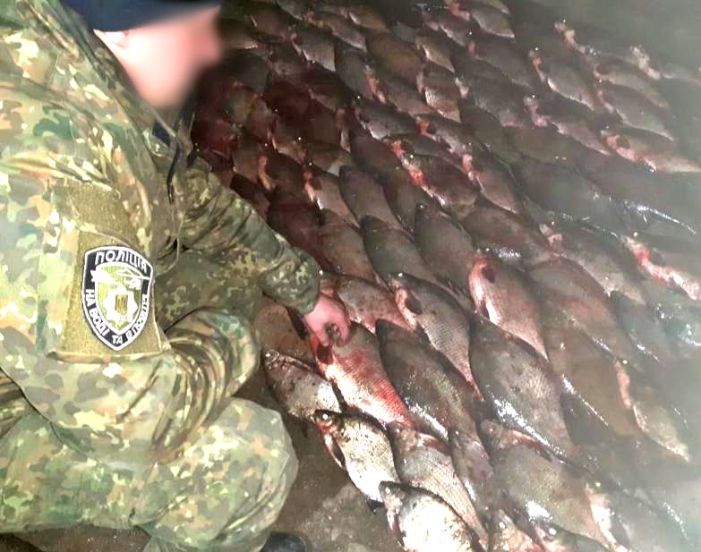 На Херсонщині браконьєри виловили червонокнижної риби на понад 100 тисяч гривень
