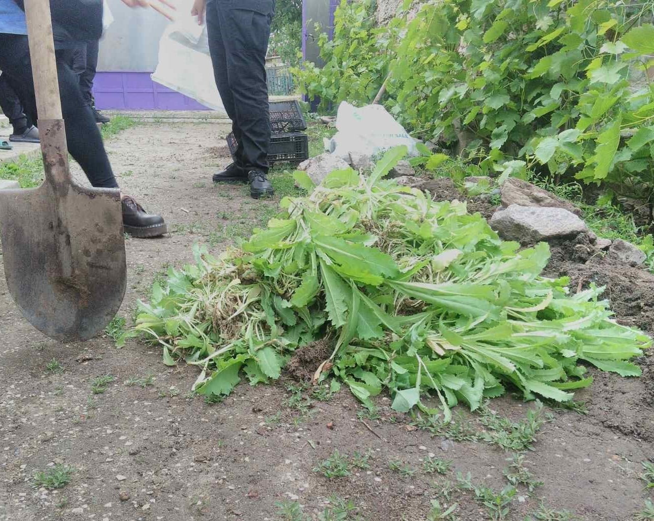 Поліцейські вилучили 1300 кущів снотворного маку у жителя Скадовського району
