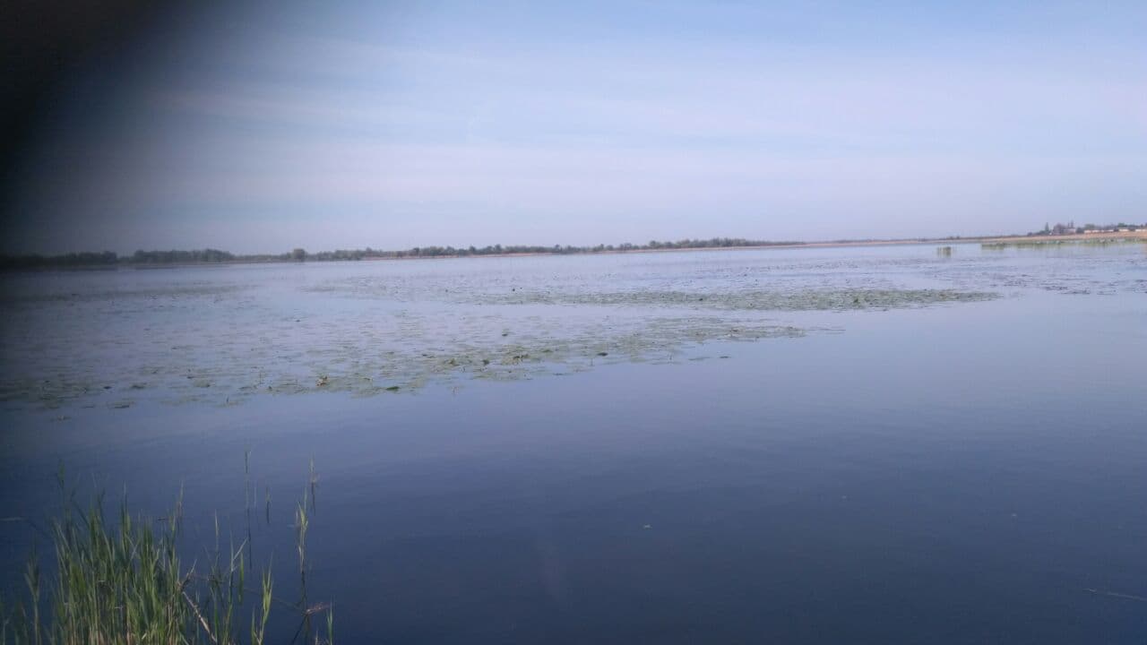 Нерест риби у природних водоймах Херсонщини