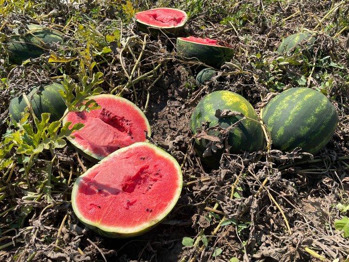 Фермери  Херсонщини  роздають кавуни на благодійність